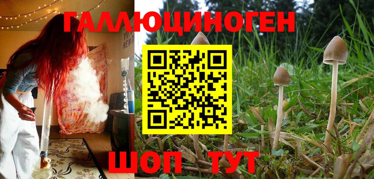 Псилоцибиновые грибы Psilocybe Лабытнанги